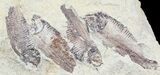 Fossil Fish (Gosiutichthys) Multiple Plate - Lake Gosiute #54970-1